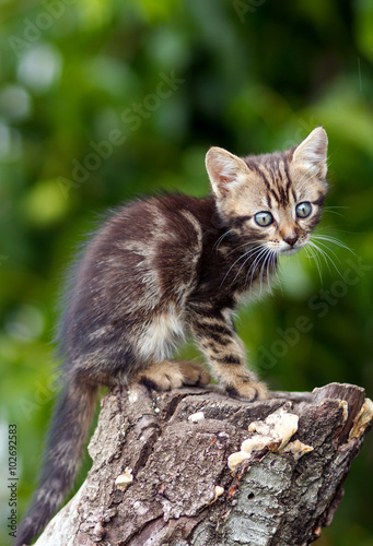 stripes brown cute kitten sitting on a stump