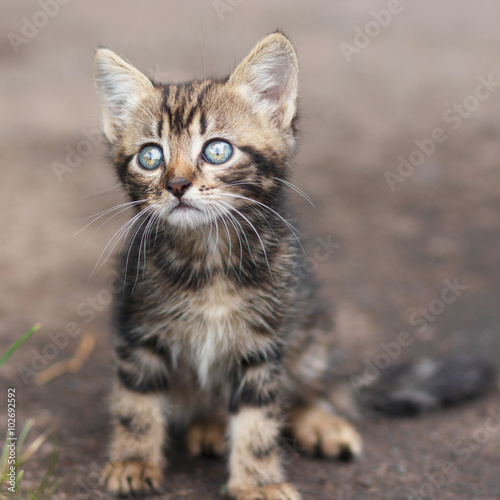 brown stripes cute kitten sitting and looking  © serkucher
