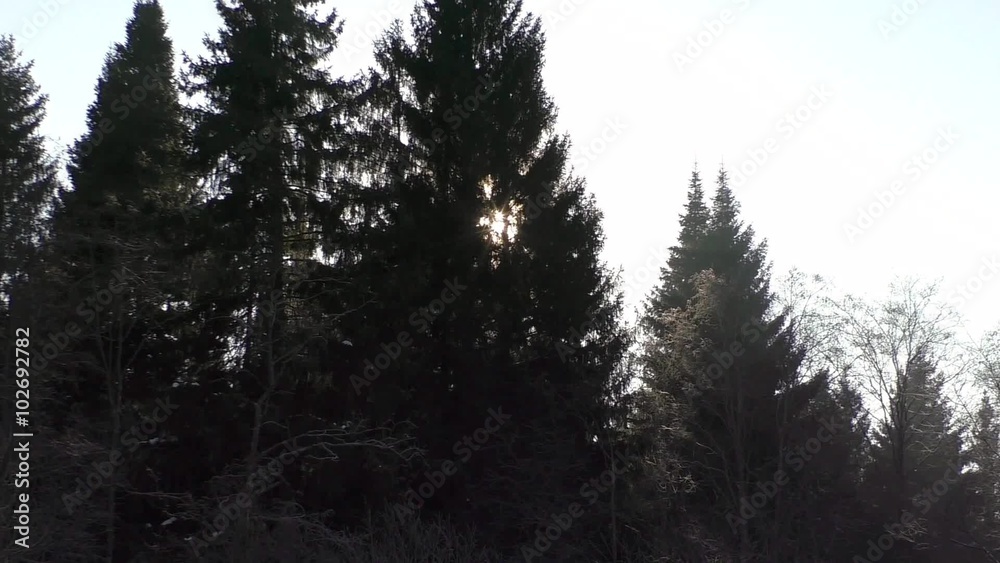 good view on winter trees