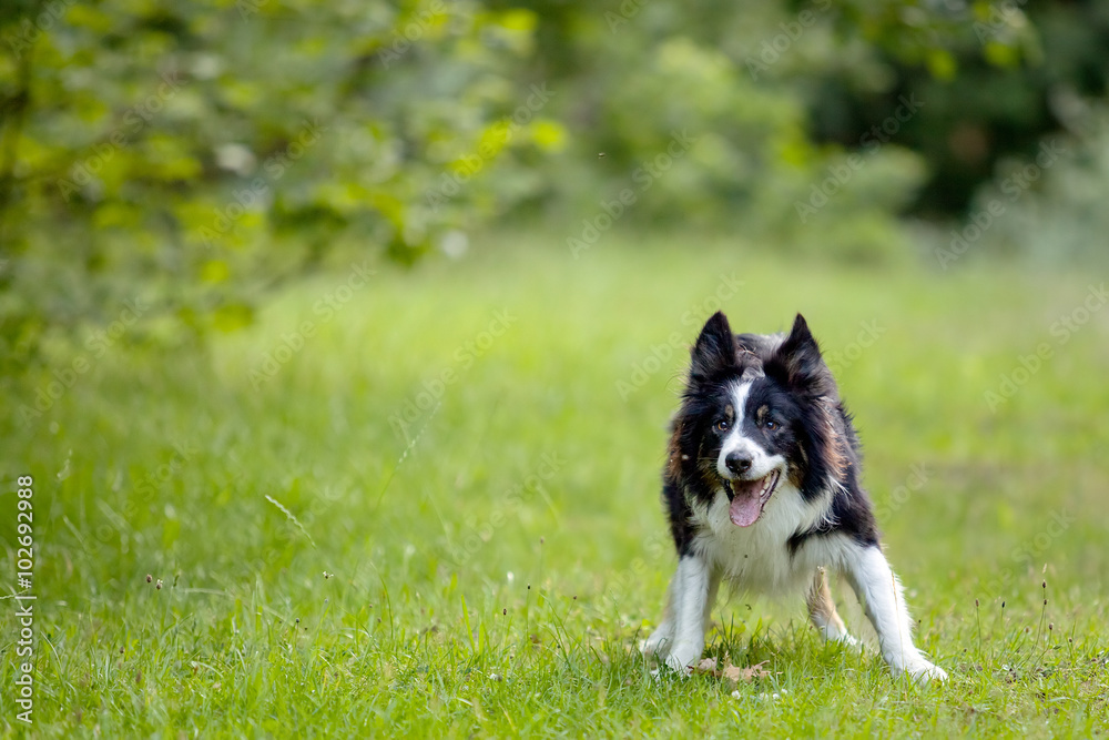  an enthusiastic looking border collie dog in a natural environment. The canine wants to play 