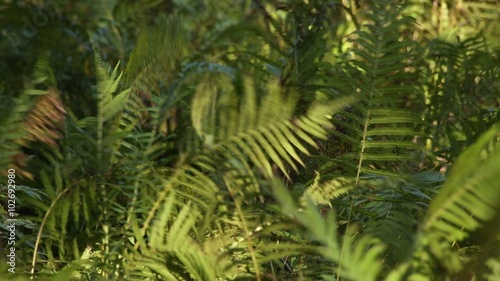 Wallpaper Mural Ferns blowing in the wind and lit by the sun Torontodigital.ca