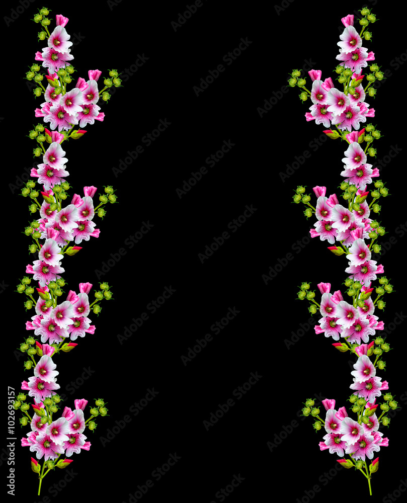 mallow flowers isolated on black  background