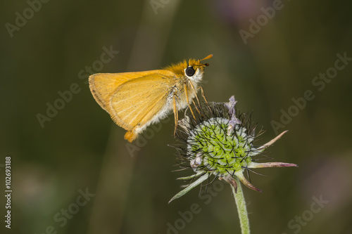 Thymelicus acteon, Lulworth Skipper butterfly from Lower Saxony, Germany