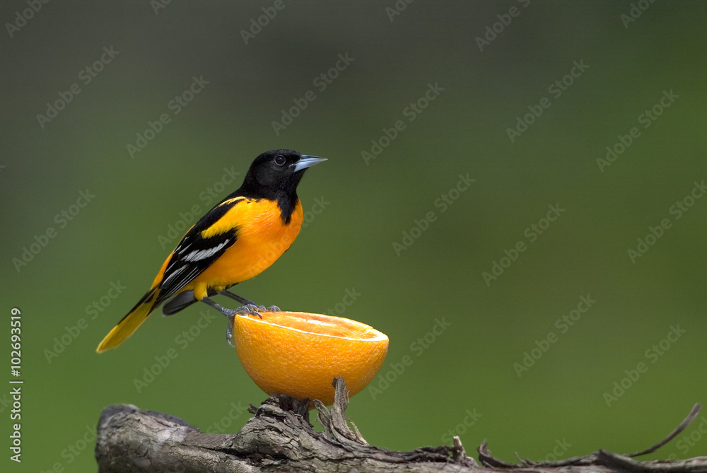 Naklejka premium Northern Baltimore Oriole (Icterus galbula)