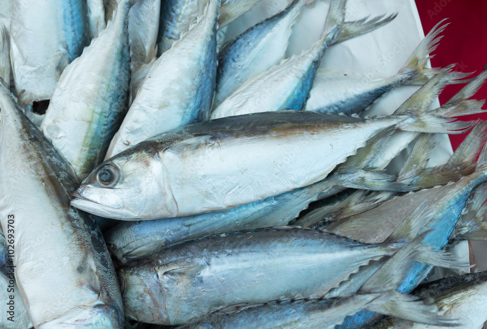 Obraz premium Tuna, Eastern little tuna, Thunnini, Longtail tuna, Northern blu