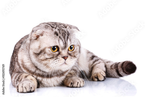 Scottish fold cat bicolor stripes on white background photo