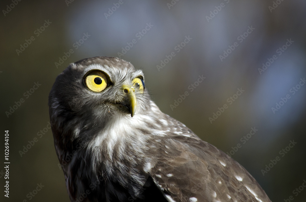barking owl barking owl