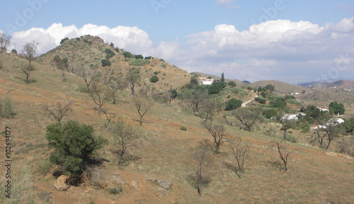 Almond Trees on Hillside Spain