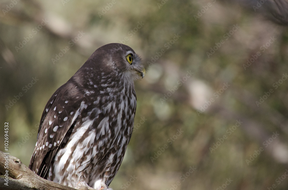 barking owl barking owl