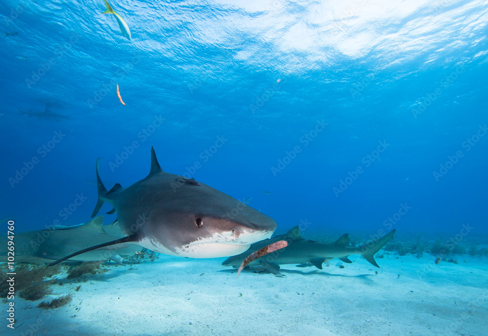 Fototapeta premium Tiger shark