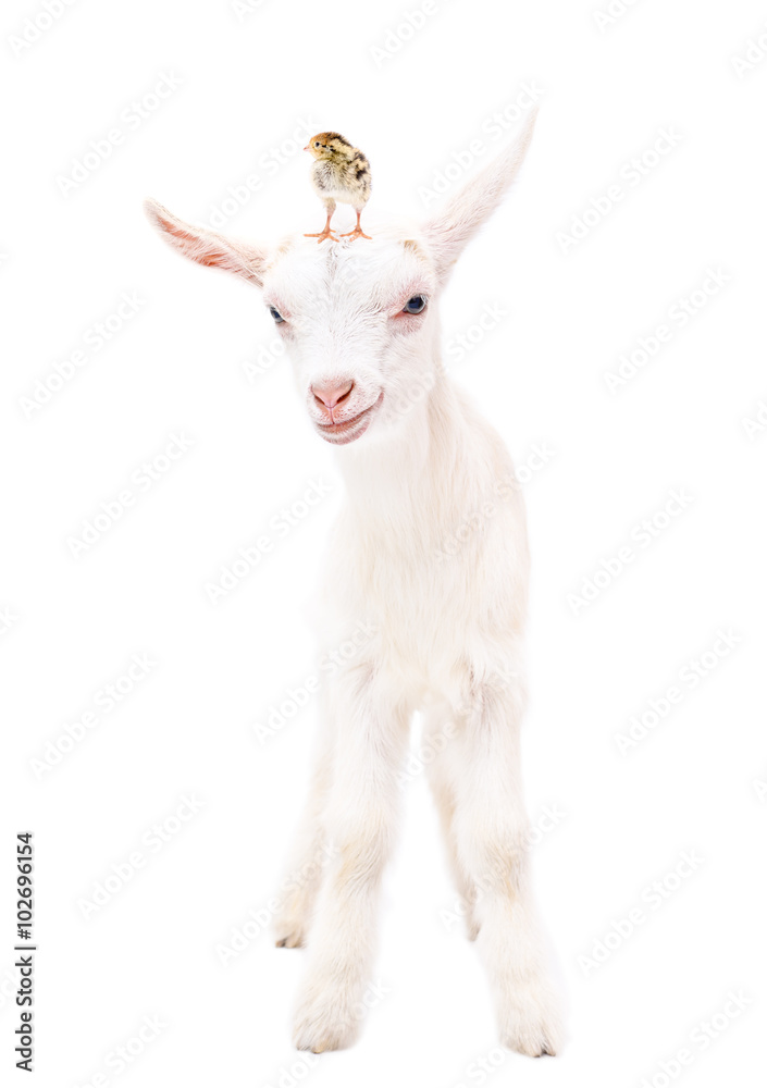 Portrait of a little goat with a chicken on head