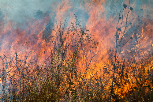 Grass Wildfire 