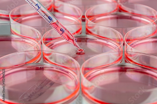 Preparing cell culture in a biosafety cabinet.