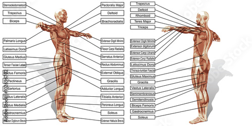 Vector 3D man muscle anatomy with text isolated