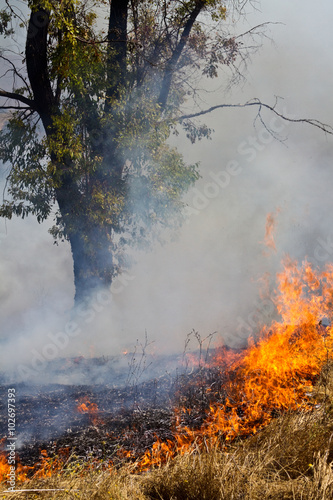 Wild fire burning grass near tree © kcapaldo