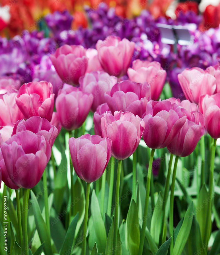 Fototapeta premium colorful beautiful tulips. Floral Background