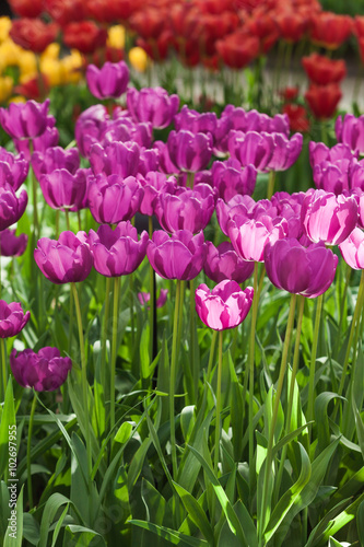 colorful beautiful tulips. Floral Background