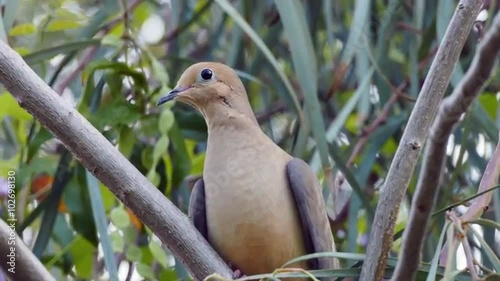 Mourning dove in a tree