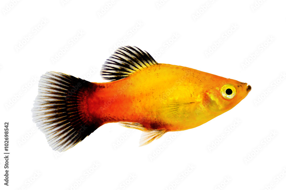 Fototapeta premium sunburst platy male Xiphophorus maculatus tropical aquarium fish 