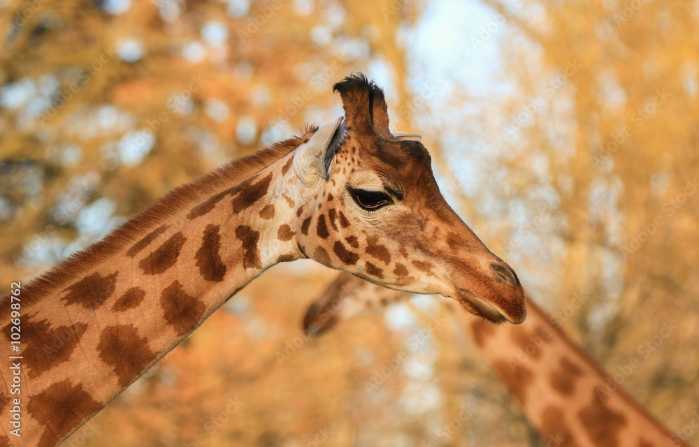 Fototapeta premium Girafe en forme de coeur dans un magnifique coucher de soleil 