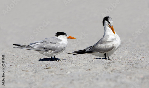 Royal Terns (Sterna maxima)