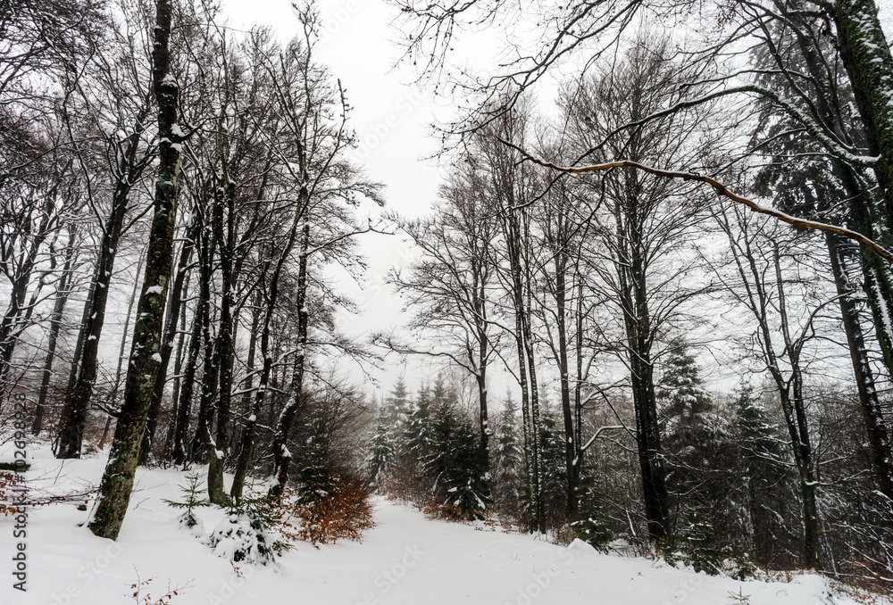Fototapeta premium Beautiful winter snowy landscape with fog