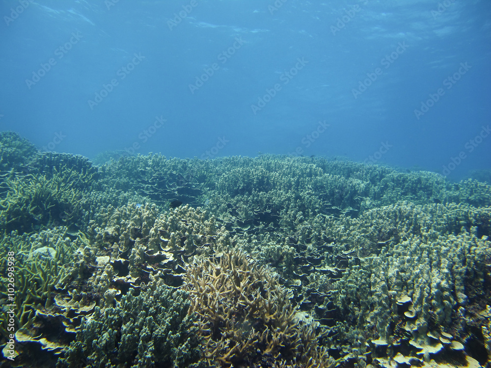Obraz premium Coral reef ecosystem in the deep blue sea, Pacific Ocean