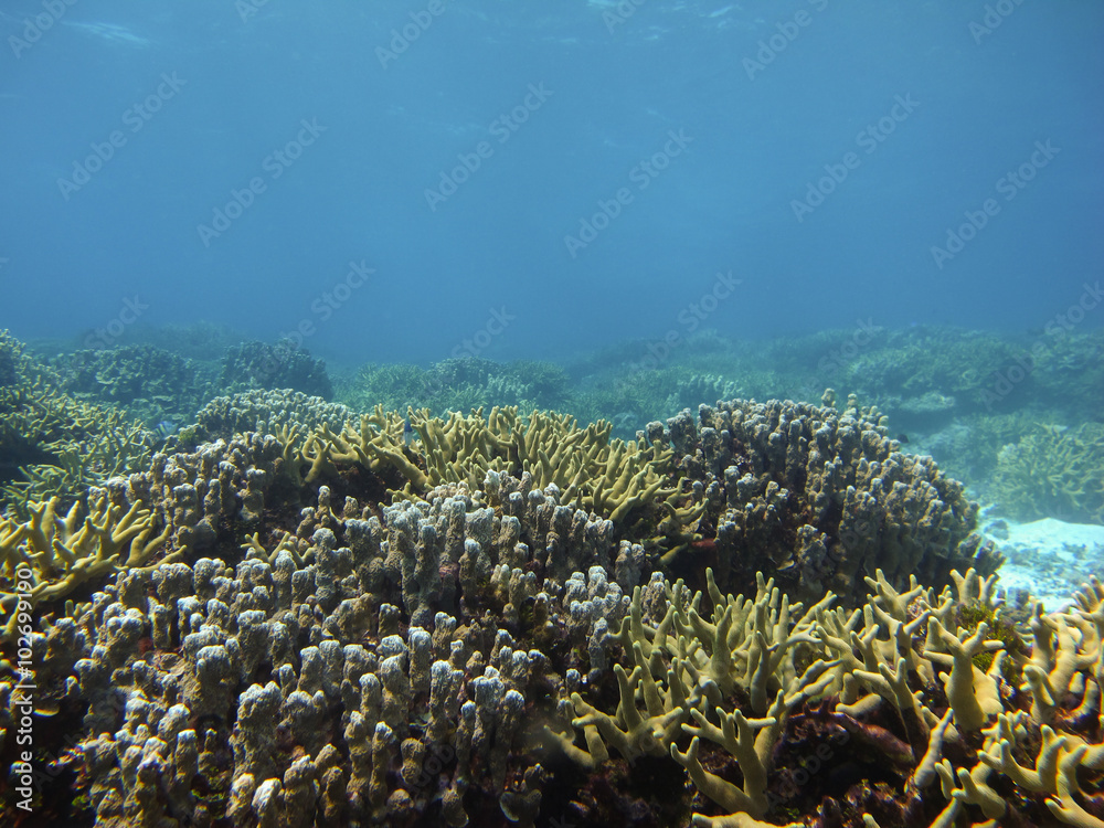 Obraz premium Colorful of coral reef in deep blue sea, Pacific Ocean 
