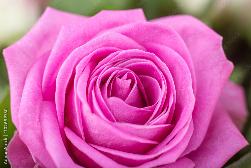 Rose close-up as background.Beautiful Rose Flower.Pink rose macro close up Rose close-up as background.Beautiful Rose Flower.Pink rose macro close up