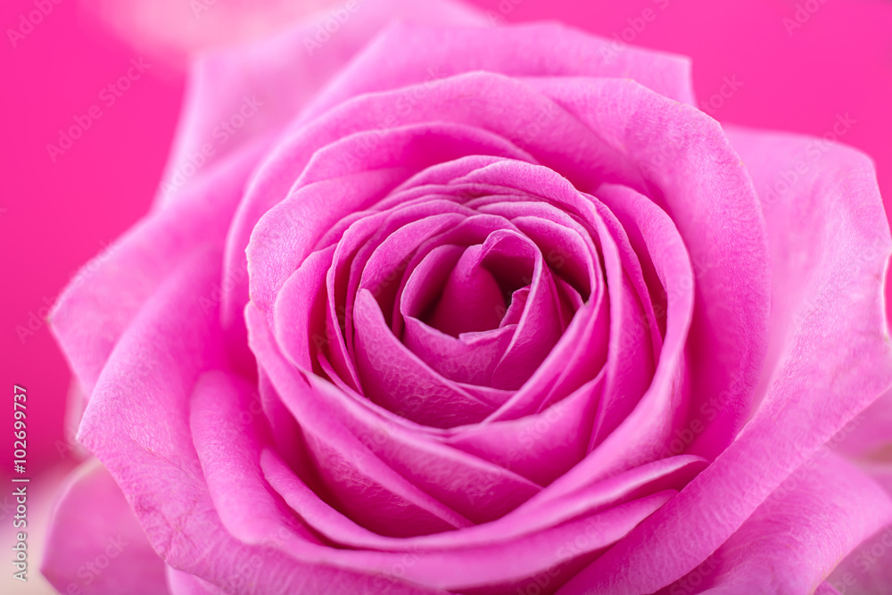 Rose close-up as background.Beautiful Rose Flower.Pink rose macro close up Rose close-up as background.Beautiful Rose Flower.Pink rose macro close up