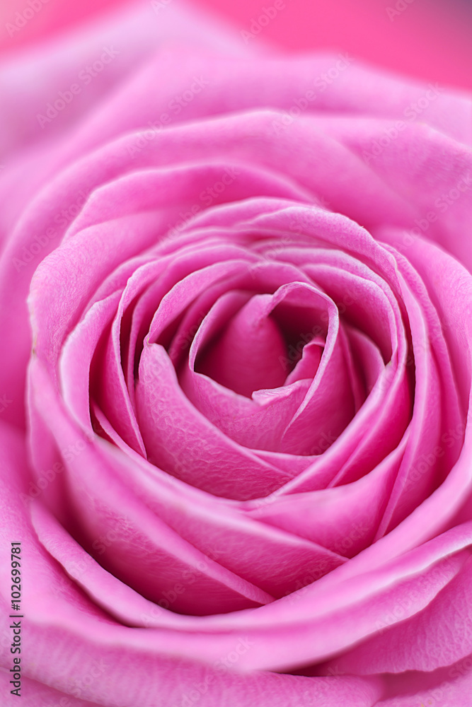 Rose close-up as background.Beautiful Rose Flower.Pink rose macro close up Rose close-up as background.Beautiful Rose Flower.Pink rose macro close up