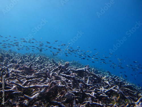 Schooling fish on the dead coral in the deep blue sea