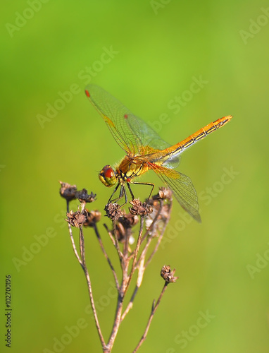 Sympetrum dragonfly (Sympetrum flaveolum) male © aleoks