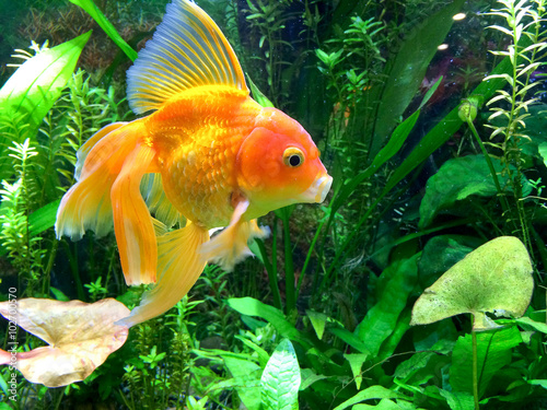 Yawning Gold Fish in densely planted aquarium  photo