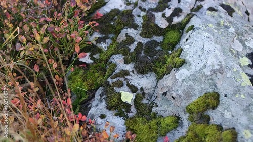 Spread clumps of moss on the ground and stone lighted close-up  photo