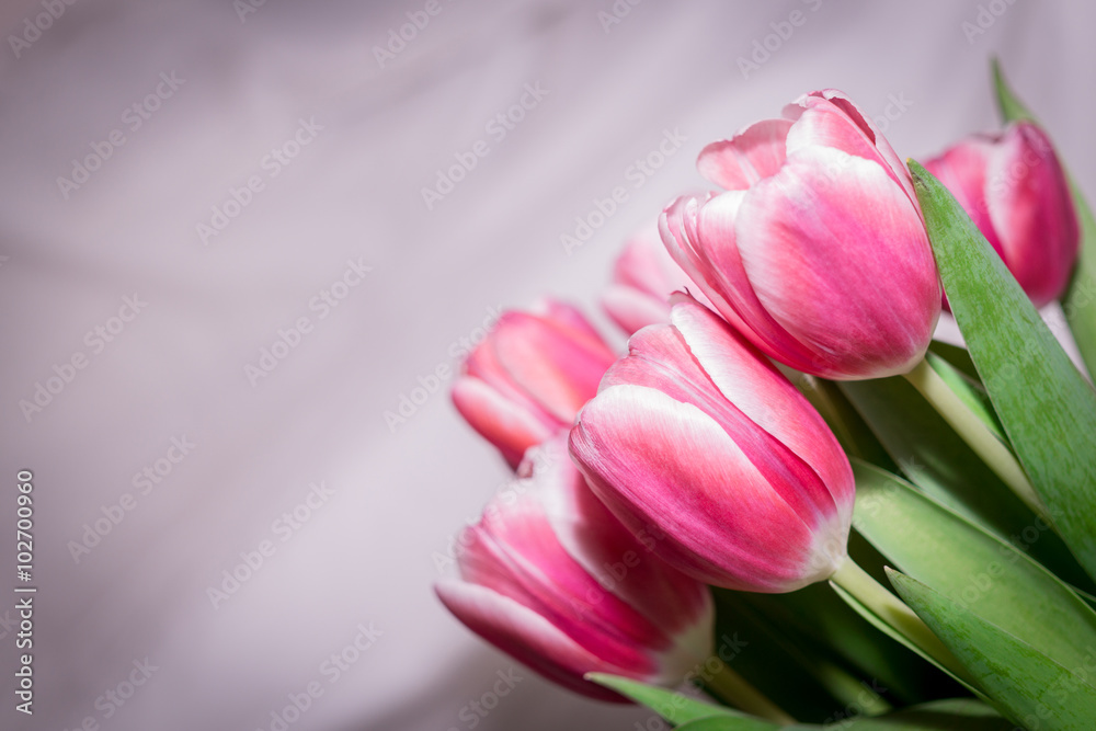 Tulpen-Hintergrund Tulpen-Hintergrund