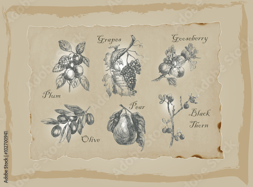 Fruits and Vegetables - An hand drawn pack. Freehand drawing.
