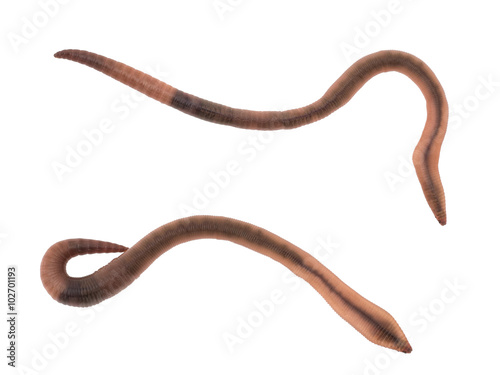 Two nicely cleaned earthworms isolated on white, ideal school science etc