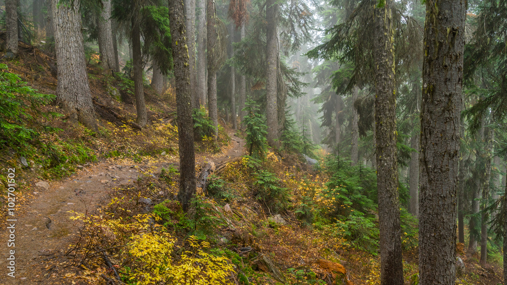 Obraz premium Dense autumn forest, BLUE LAKE TRAIL, Washington state