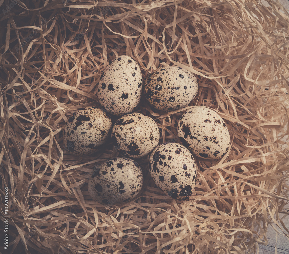 Quail eggs in the nest Quail eggs in the nest