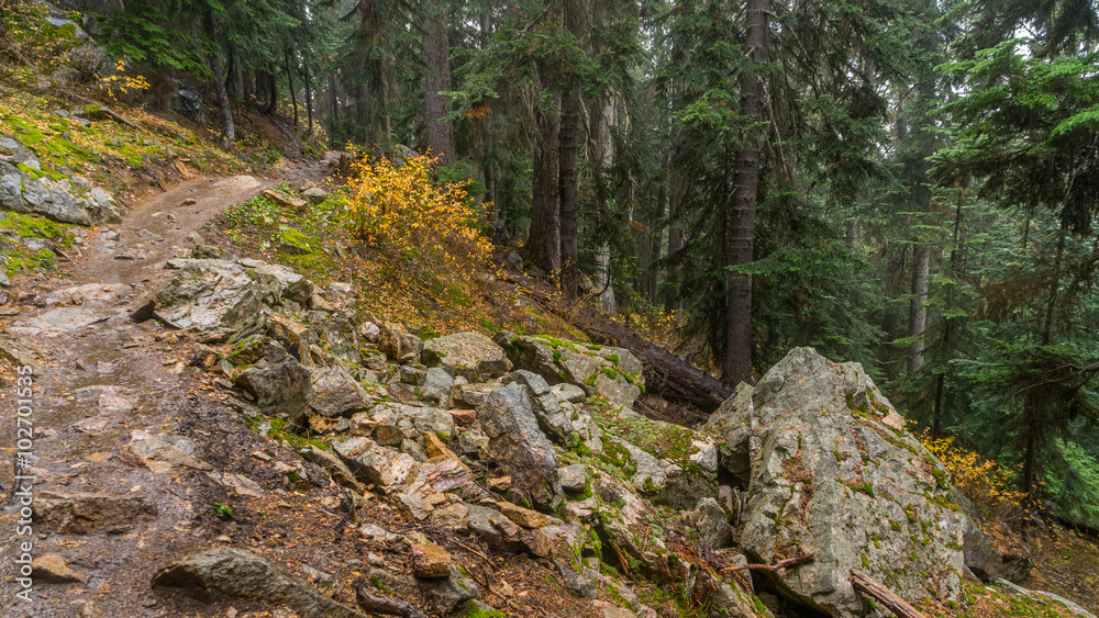 Rocky slopes in the fir forest Rocky slopes in the fir forest