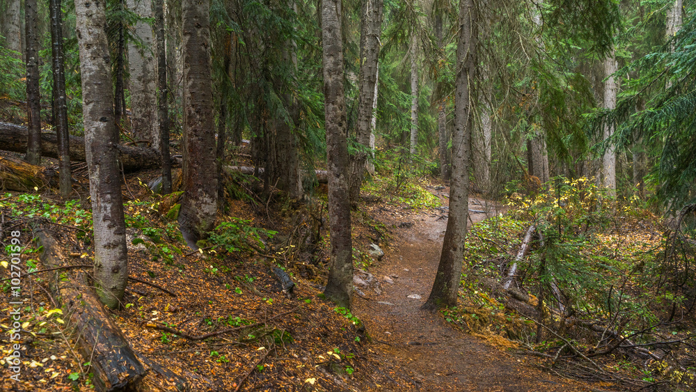 Trail in a dense forest among logs Trail in a dense forest among logs