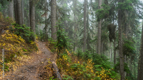 A path in the thick spruce forest. BLUE LAKE TRAIL, Washington state © khomlyak
