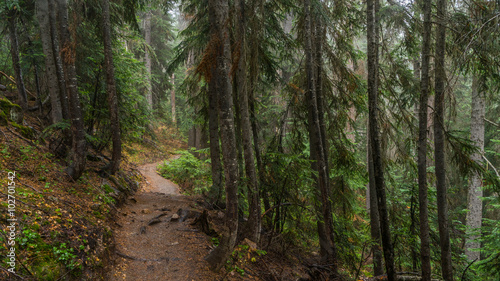 A path in the thick spruce forest. BLUE LAKE TRAIL, Washington state © khomlyak