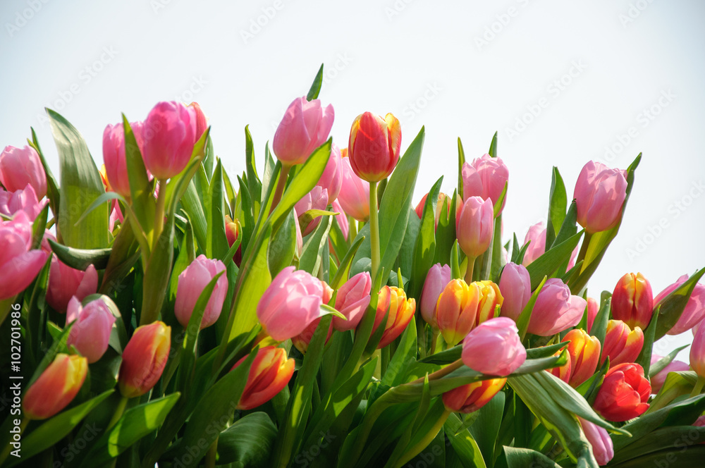 Beautiful blooming tulips in garden Beautiful blooming tulips in garden