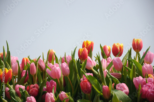 Beautiful blooming tulips in garden