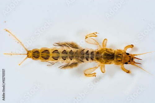 Photos A burrowing mayfly nymph