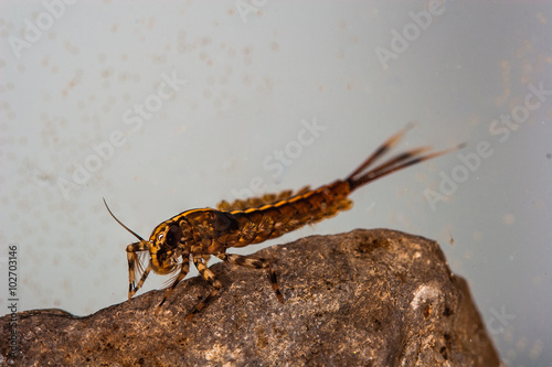 Isonychia swimming mayfly nymph