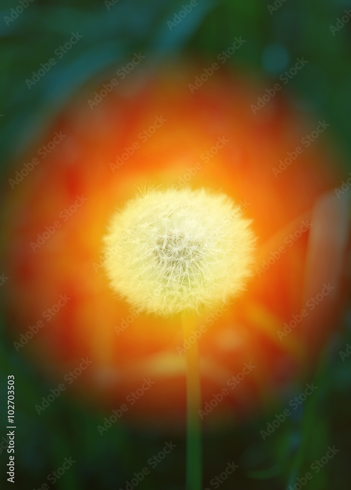 spring macro one dandelion