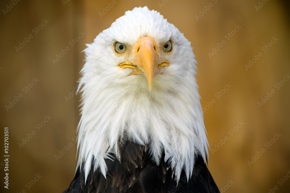 Obraz premium American Bald Eagle